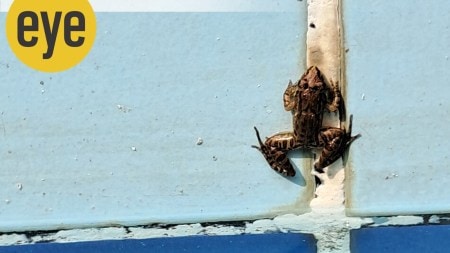 A visitor to the pool wall was a small frog, camouflaged in ‘leather-jacket’ fatigues, the kind you see on macho bikers