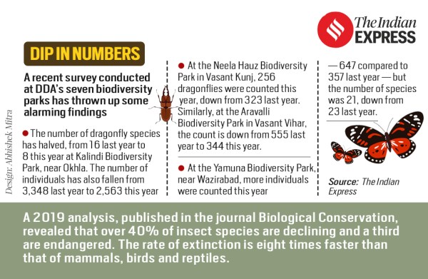 The case of the missing butterflies, fireflies and dragonflies