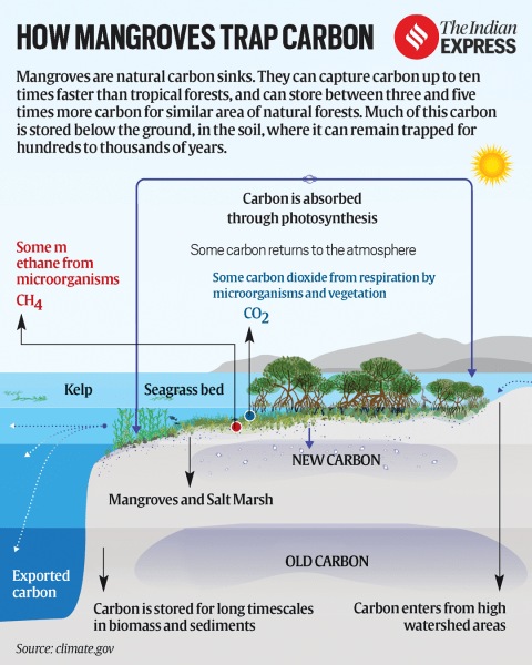 how mangroves trap carbon
