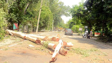 Delhi trees air pollution