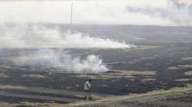 Paddy phase-out doubts in Punjab: Major producer, crores in earnings