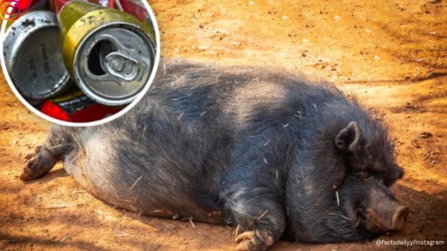 Feral pig steals beer and gets drunk in Australia