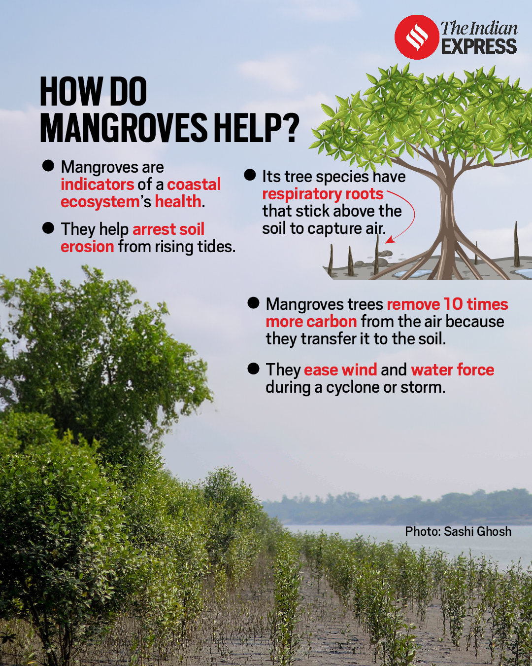 How mothers built a forest in world’s largest delta | India News - The ...