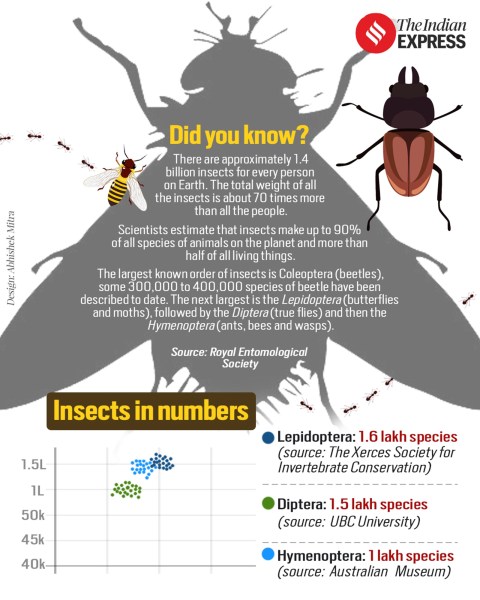 Insect population dips in india