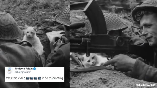 The kitten just sits there doing nothing as a war rages on.