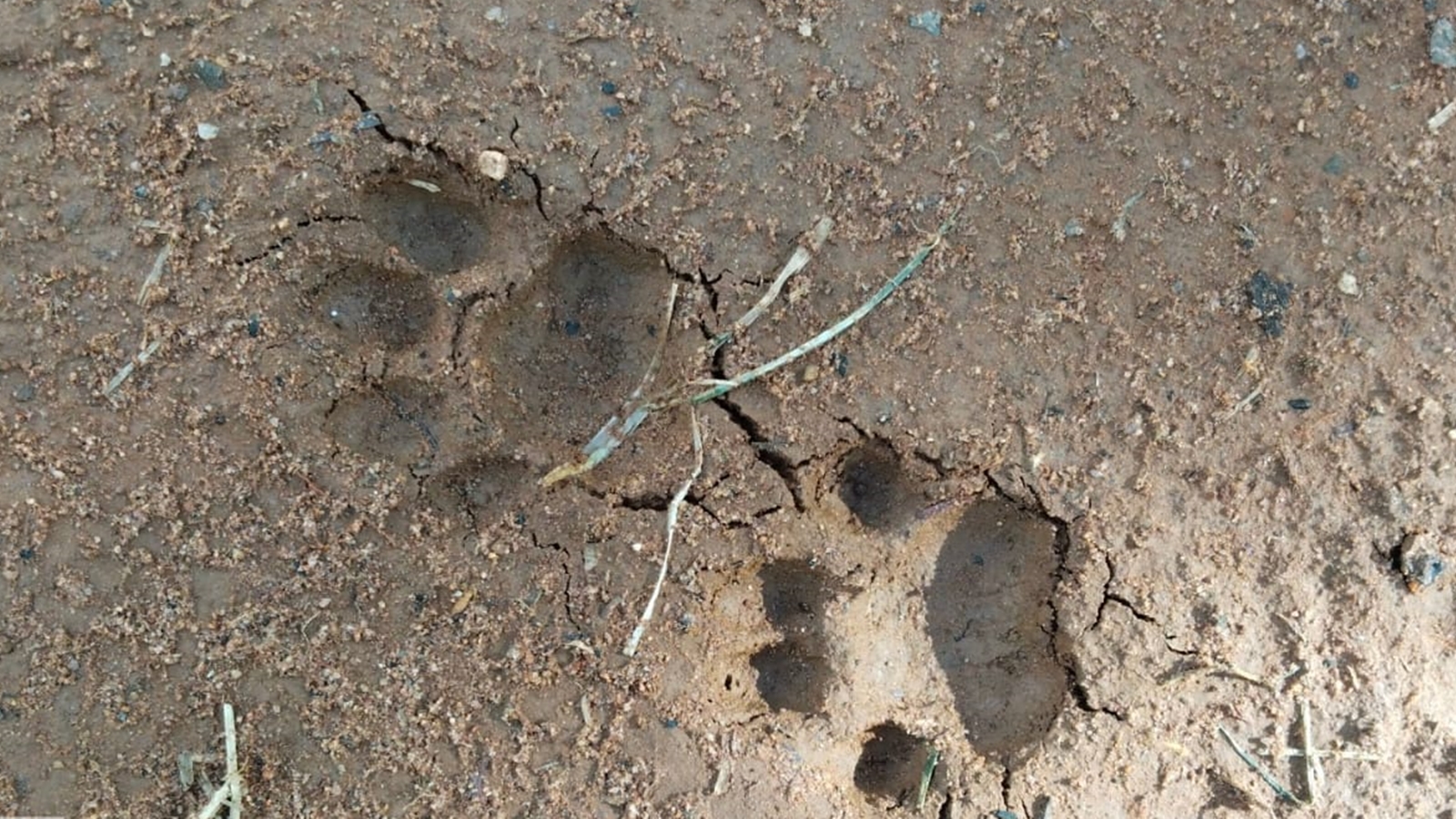Leopard pugmarks