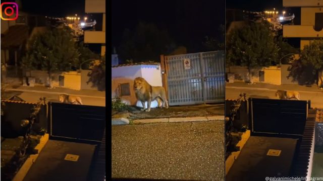 Lion wanders streets of Italian town after escaping from circus
