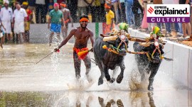 A participant with his buffalos during a trial run for the 'Bengaluru Kambala' (Buffalo race), at Palace Grounds in Bengaluru, Thursday, Nov. 23, 2023.