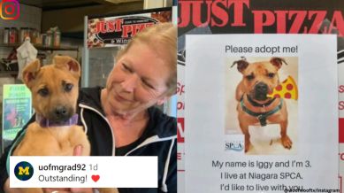 New York restaurant uses pizza boxes to promote adoption of shelter dogs.