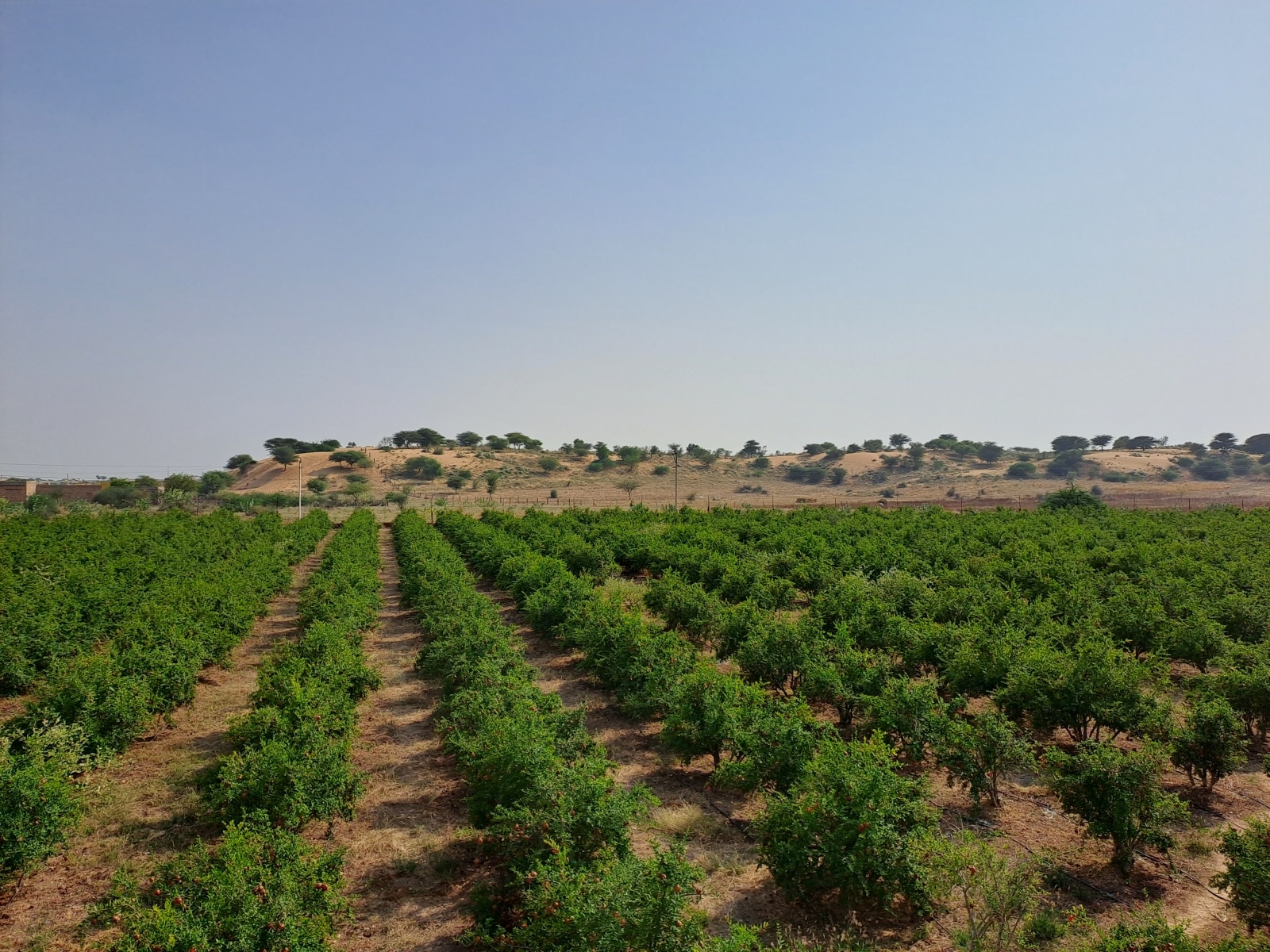 Pomegranate orchards amid sand dunes in Dechu village of Rajasthan's Phalodi district