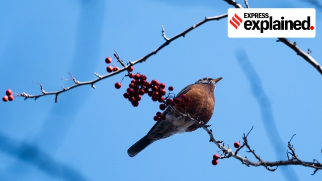 An American robin in East End Park in Durham, N.C., Nov. 2, 2023.