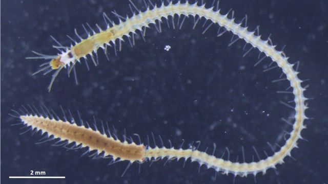 A mature Megasyllis nipponica with a developing female stolon.
