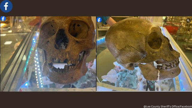 Shopper discovers human skull in Halloween section of thrift store in US