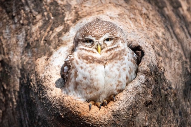 Top cardiac surgeon Dr Ramakanta Panda’s awe-inspiring wildlife clicks ...