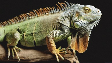 Titan Image Generator | AWS Bedrock | Amazon AI image generator