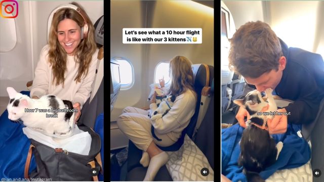 US couple take three kittens on 10-hour flight from Belgrade to Chicago