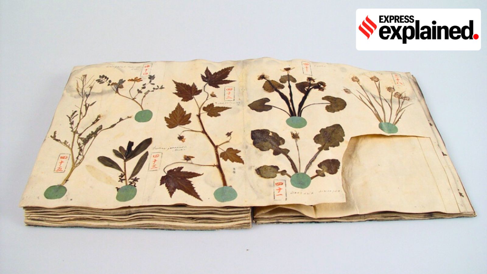 A herbarium book with Japanese plants, from the Siebold collection from Leiden, the Netherlands (1825).