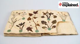 A herbarium book with Japanese plants, from the Siebold collection from Leiden, the Netherlands (1825).