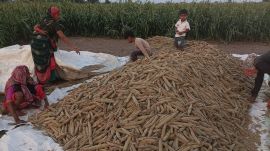 Farmers prepare for threshing their bajra post harvest in a village in Rajkot. Express photo