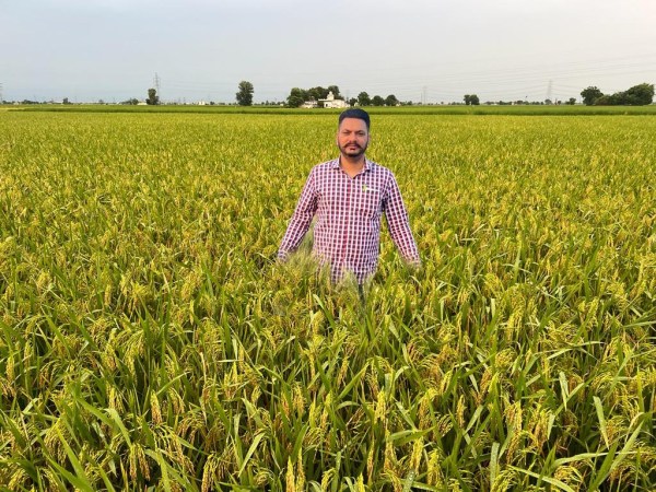 Punjab Pusa 2090 paddy