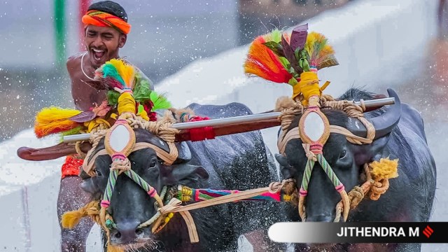 kambala
