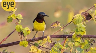 a purple rumped sunbird in breeding plumage