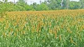 indefinite strike, fair price shopowners suspend protest, rajkot fair price shopowners suspend protest, gujarat fair price shopowners suspend protest, India news, Indian express, Indian express India news, Indian express India