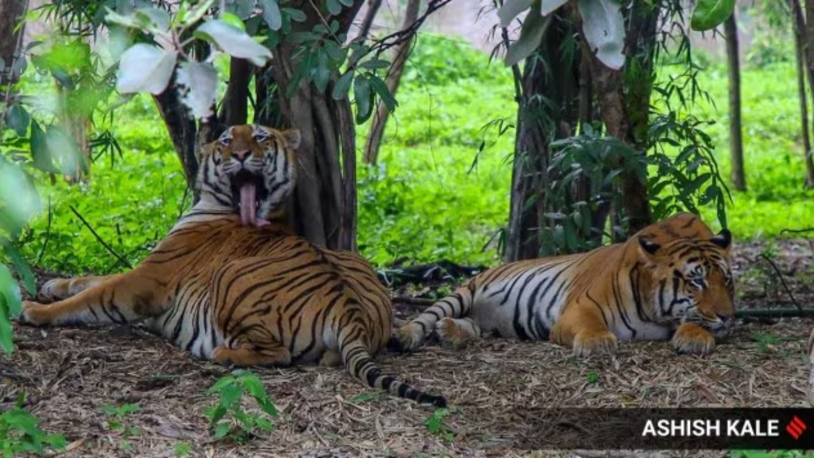 indianexpress.com - Express News Service - Bandipur and Nagarahole safaris set to fully reopen as 20 tigers caught in 7 months
