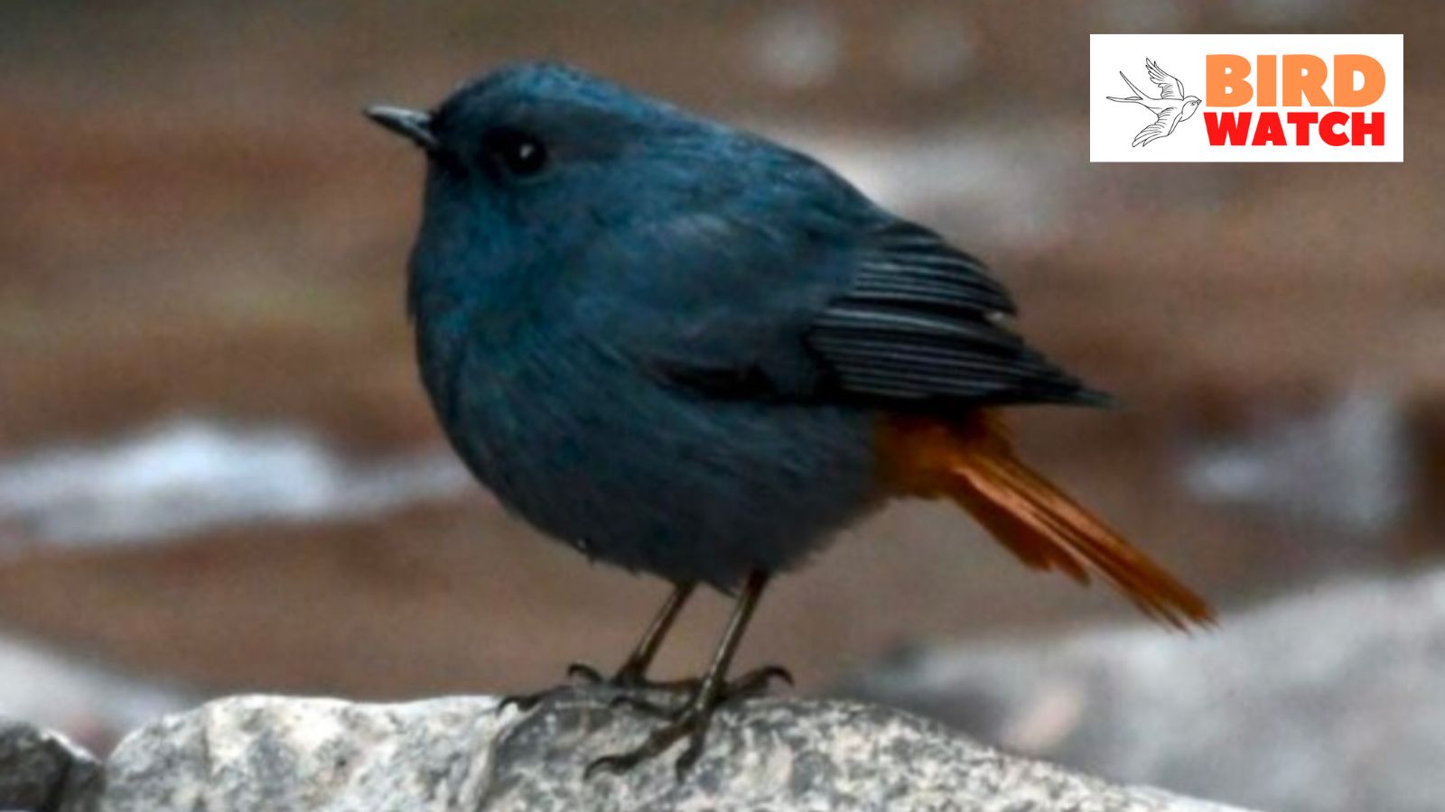 Bird Watch: A passerine found in mountain streams, the Plumbeous Water  Redstart descends to lower altitudes in winter | Chandigarh News - The  Indian Express