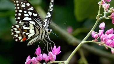 Butterfly