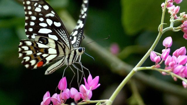 Butterfly
