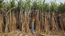 cane mills maharashtra
