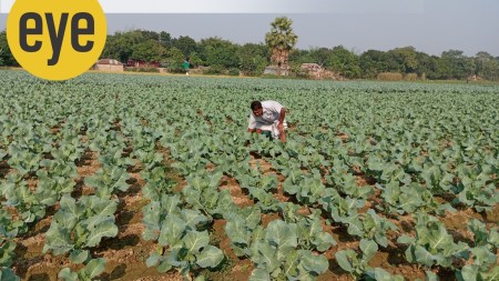 cauliflower field