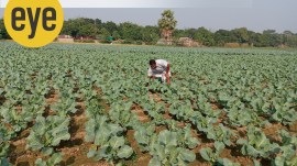 cauliflower field