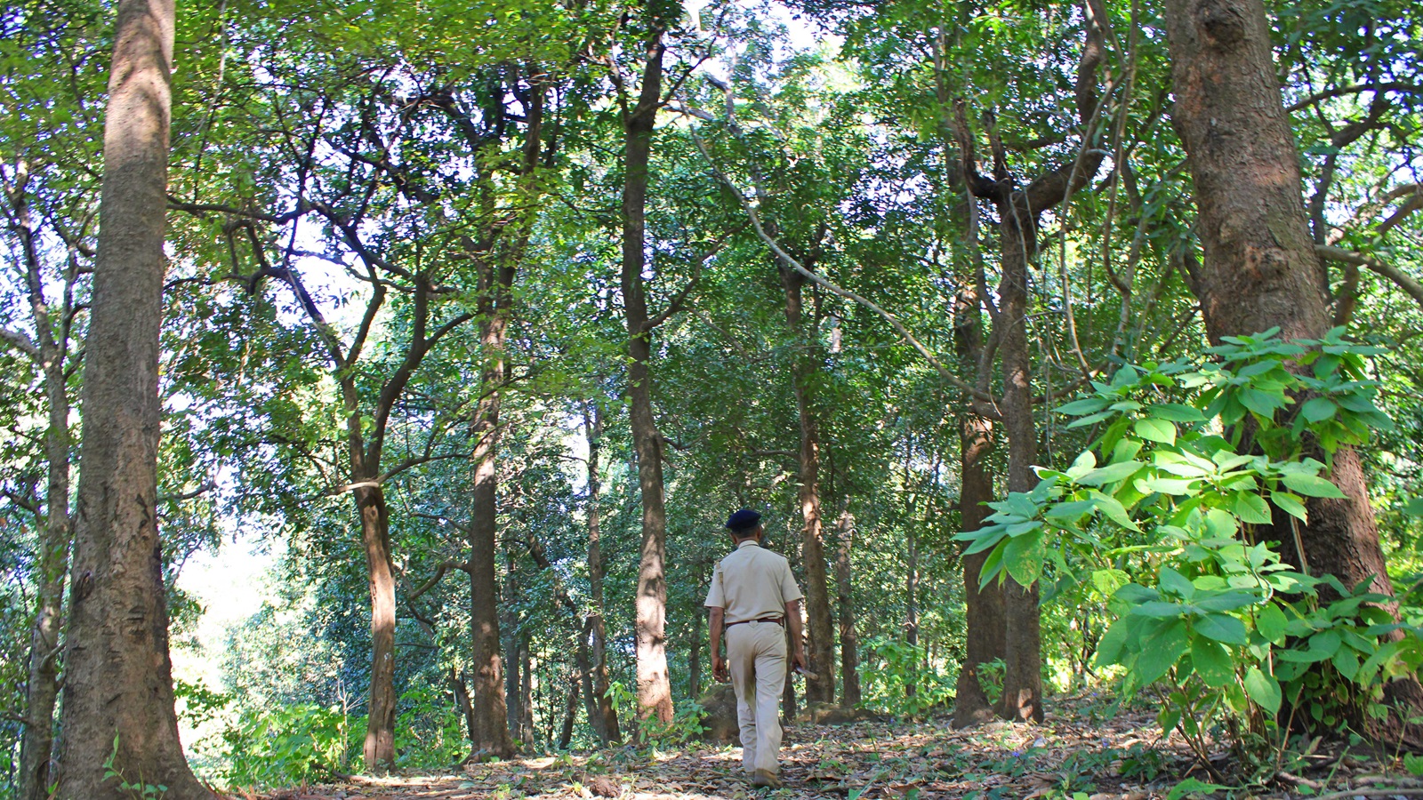 Maharashtra govt to set up forest industrial development corporation