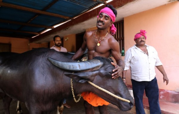 Kambala jockey Srinivas Gowda taking care of his buffaloes, along with the owner Harsh Vardhan Padhwal, at their village in Mudibidri, Karnataka, before the race. 