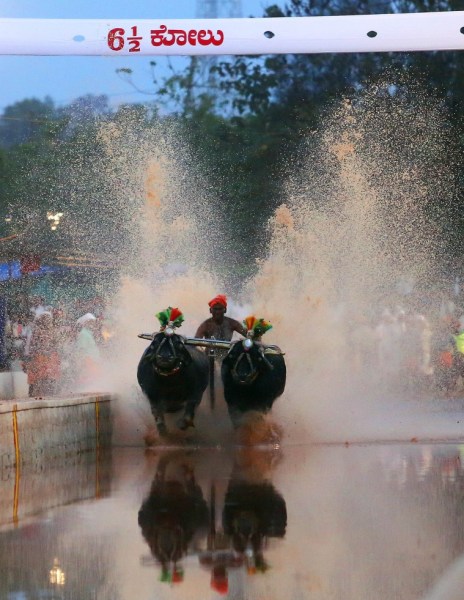 Kambala jockey races their buffaloes during the Anna-Thamma Kambala organised at Paivalike, in the Kasargod district in Kerala.