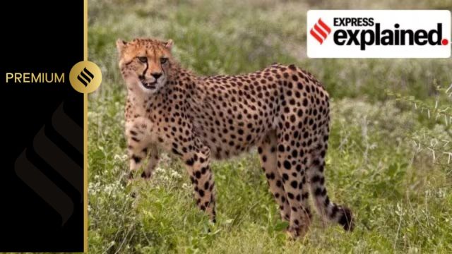 cheetah