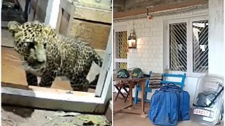 Tamil Nadu, leopard enters house, leopard Tamil Nadu, Tamil Nadu leopard enters house, indian express news