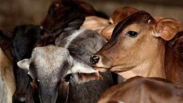 cow arrest
