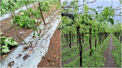 crop loss, onion crops damaged, grapes crop, unseasonal rain, Pune hailstorm, aharashtra agriculture department, India Meteorological Department, IMD yellow ALERT, MET DEPT orange alert, indian express news