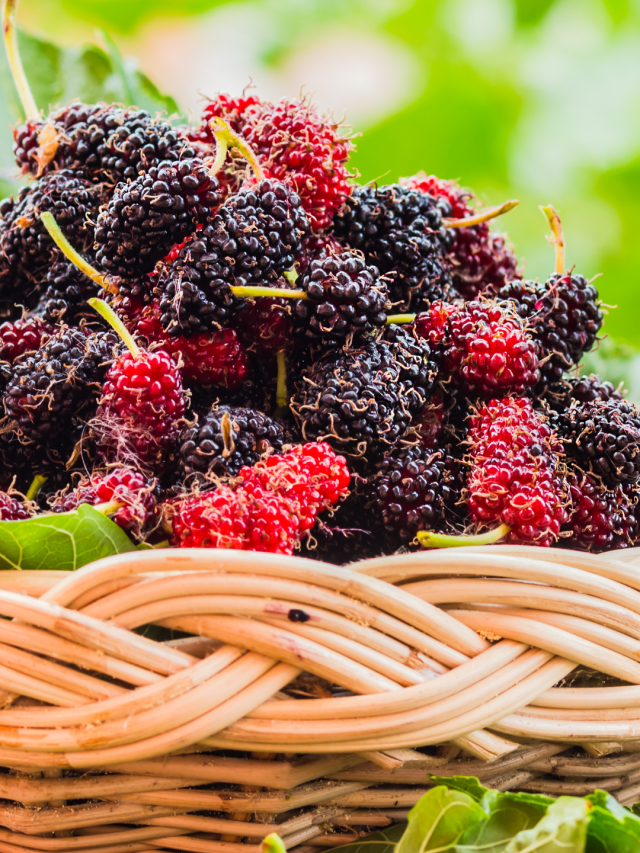 Health benefits of mulberries | The Indian Express