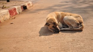 The stray dog that was beaten to death after it bit 29 people in a span of two hours on GA Road in Chennai has tested positive for rabies. (Representational image via Canva)
