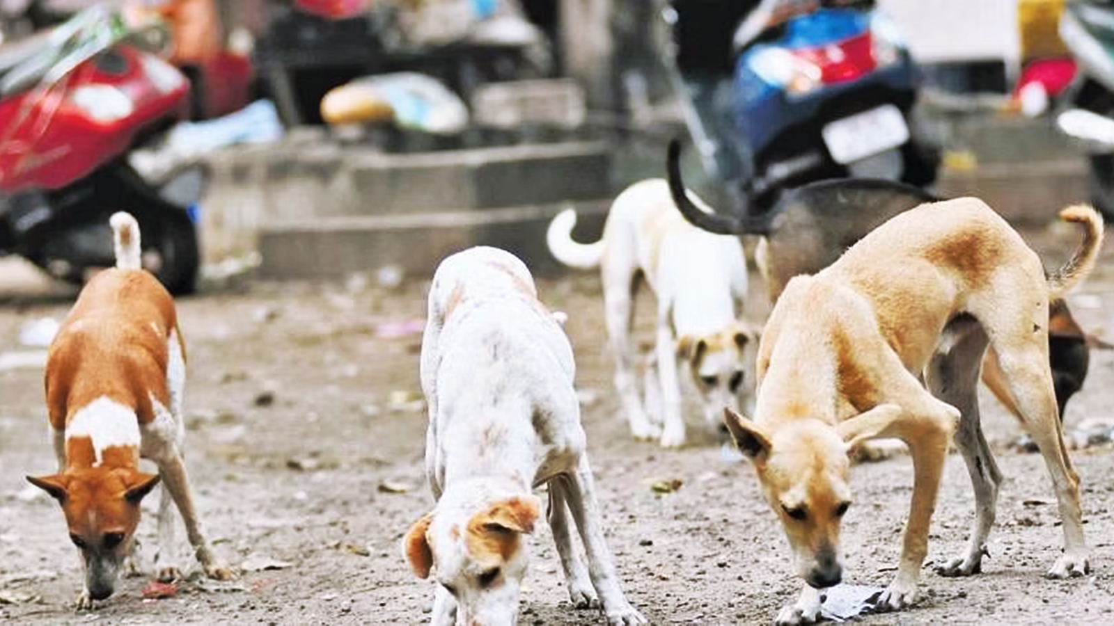 Punjab and Haryana HC rules Rs 10,000/tooth mark compensation in cases of  dog bite â€” stray, pet or deserted | Chandigarh News - The Indian Express