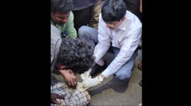 chennai dog bite cases rise