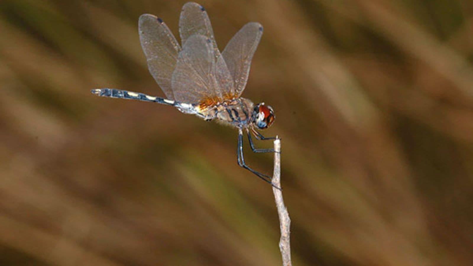 Dragonfly survey in Delhi: Increase in total number, dip in species ...