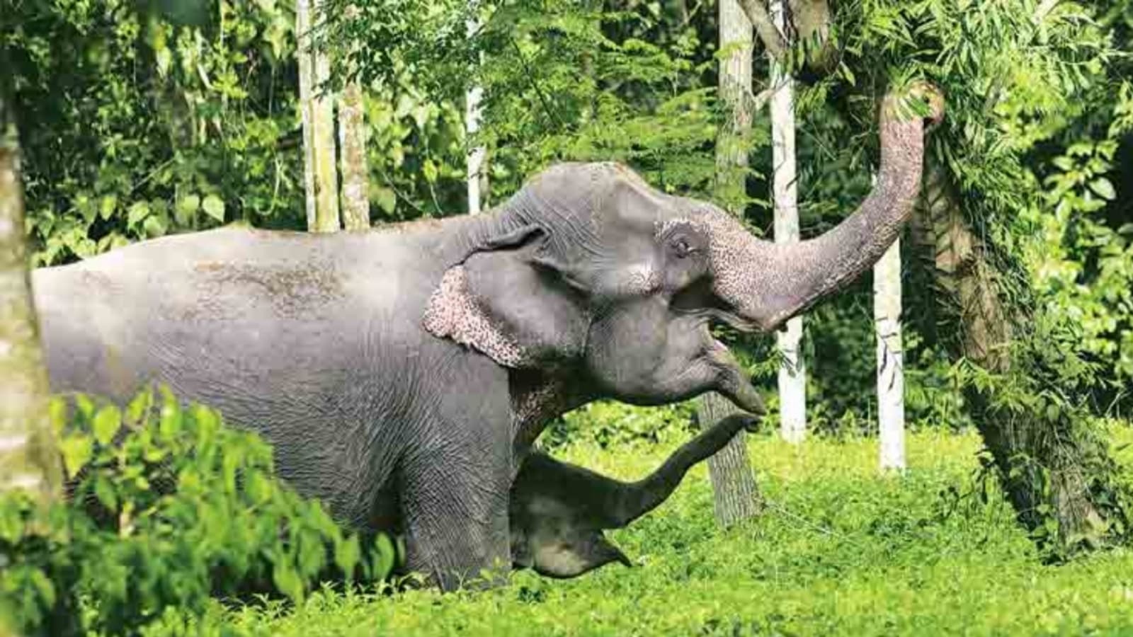 elephants electrocuted in Jharkhand, Ranchi, Jharkhand, Indian express news, current affairs