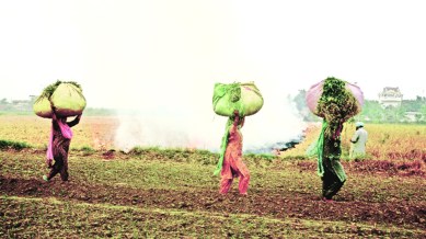 farmers burning paddy