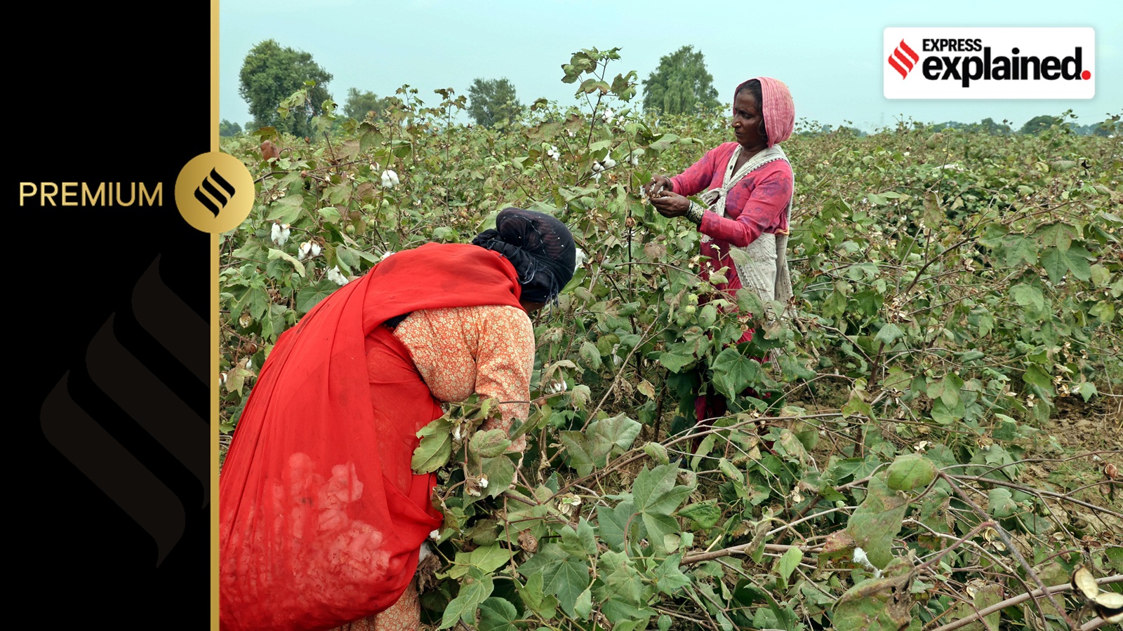 Cotton farmers in Rajasthan.