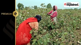 Cotton farmers in Rajasthan.